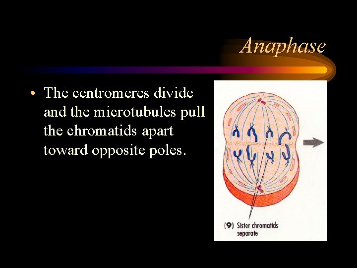Anaphase • The centromeres divide and the microtubules pull the chromatids apart toward opposite