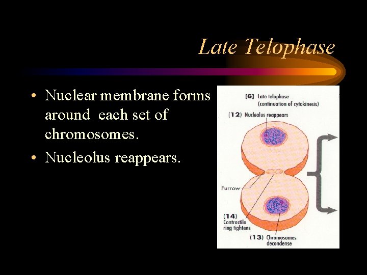 Late Telophase • Nuclear membrane forms around each set of chromosomes. • Nucleolus reappears.