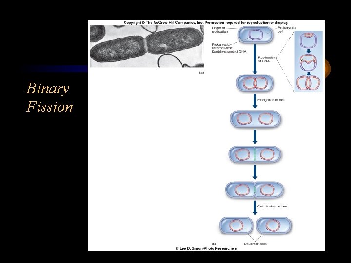 Binary Fission 