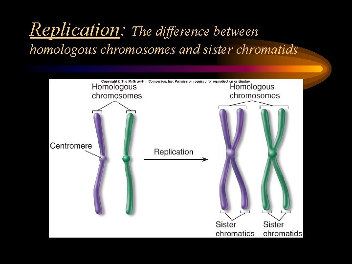 Replication: The difference between homologous chromosomes and sister chromatids 