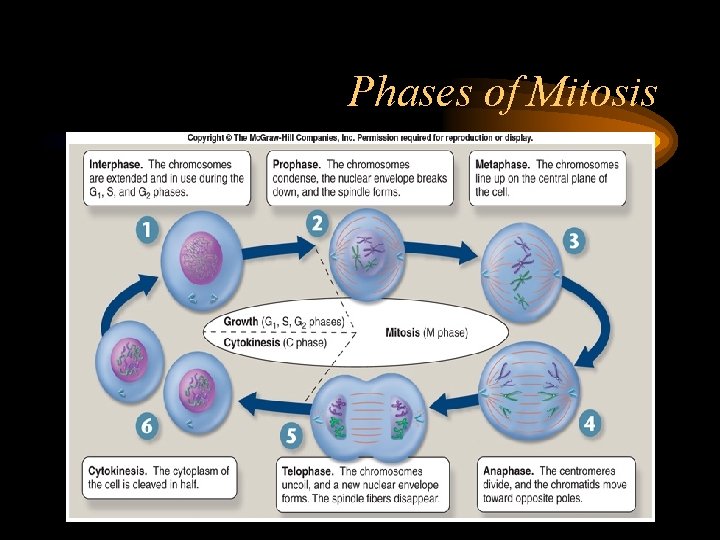 Phases of Mitosis 