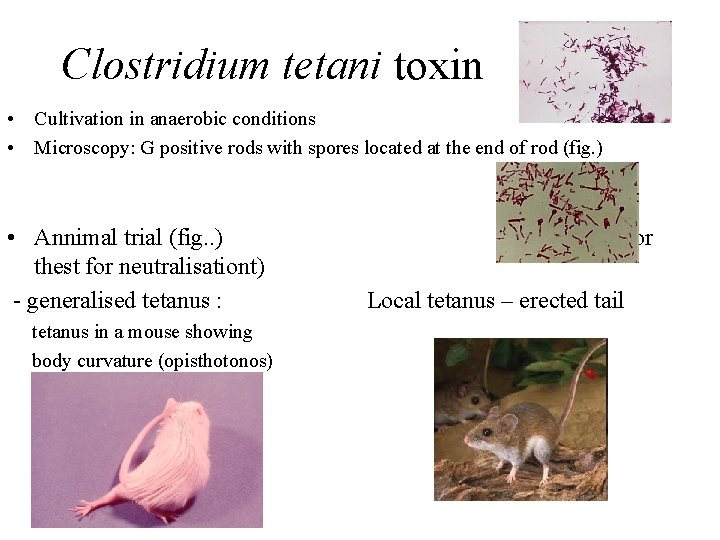 Clostridium tetani toxin • Cultivation in anaerobic conditions • Microscopy: G positive rods with