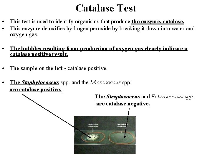 Catalase Test • This test is used to identify organisms that produce the enzyme,