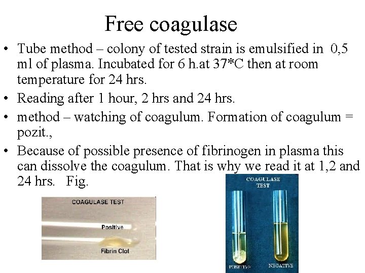 Free coagulase • Tube method – colony of tested strain is emulsified in 0,