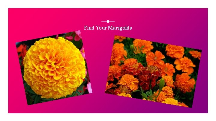 Find Your Marigolds 