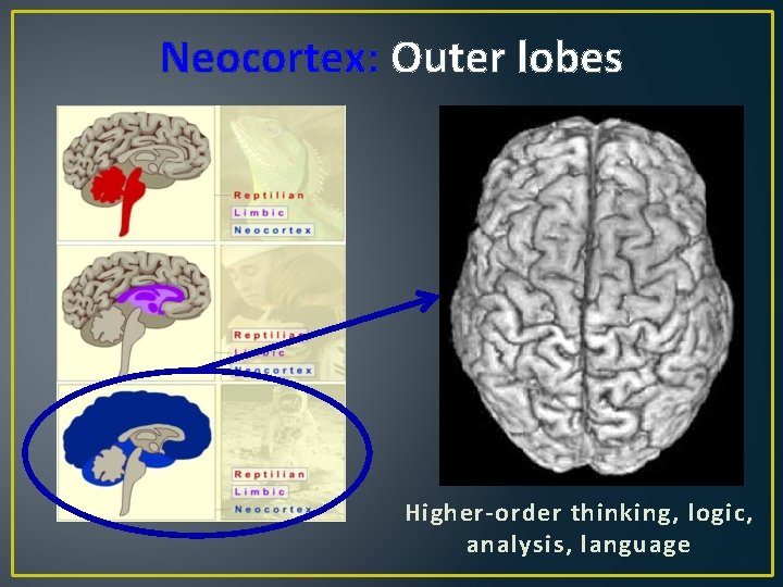 Neocortex: Outer lobes Higher-order thinking, logic, analysis, language 