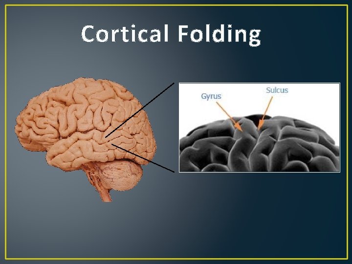 Cortical Folding 
