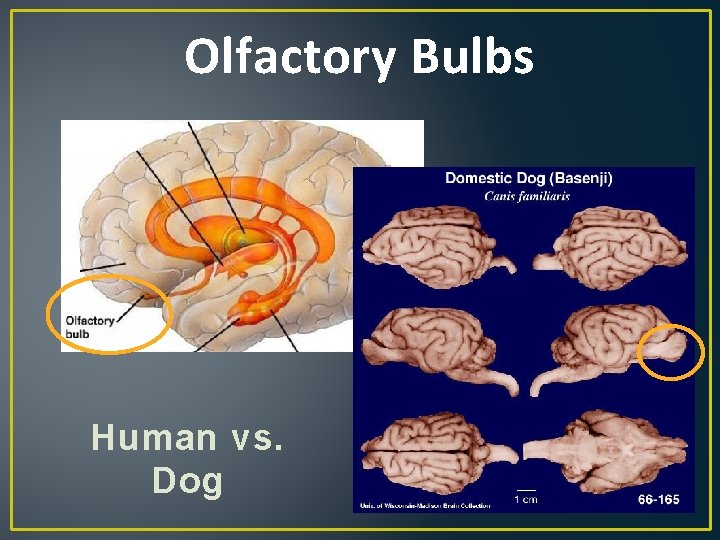 Olfactory Bulbs Human vs. Dog 