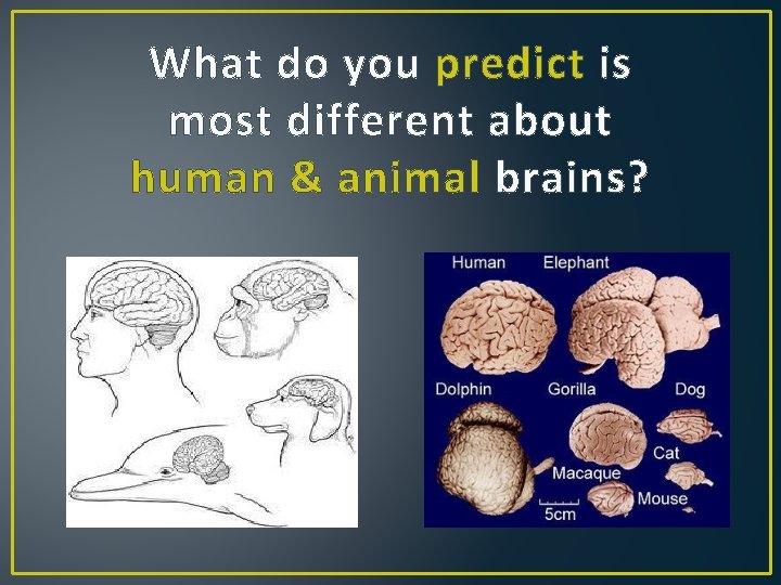 What do you predict is most different about human & animal brains? 