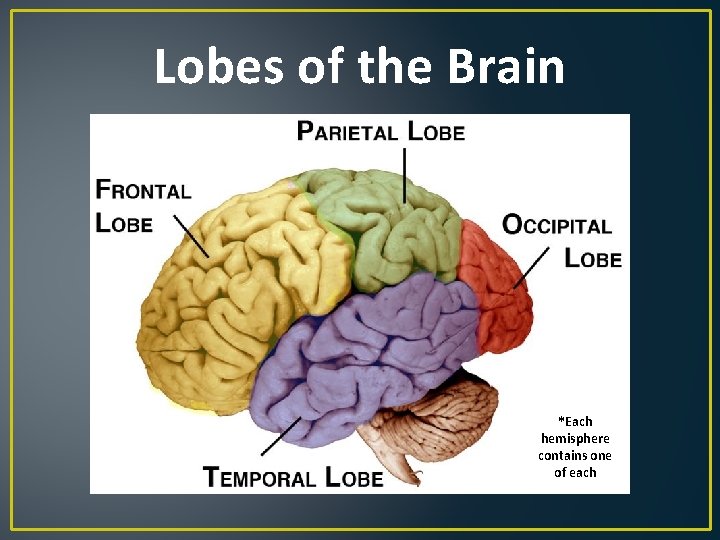 Lobes of the Brain *Each hemisphere contains one of each 