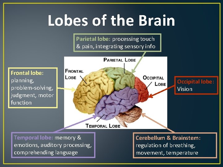 Lobes of the Brain Parietal lobe: processing touch & pain, integrating sensory info Frontal