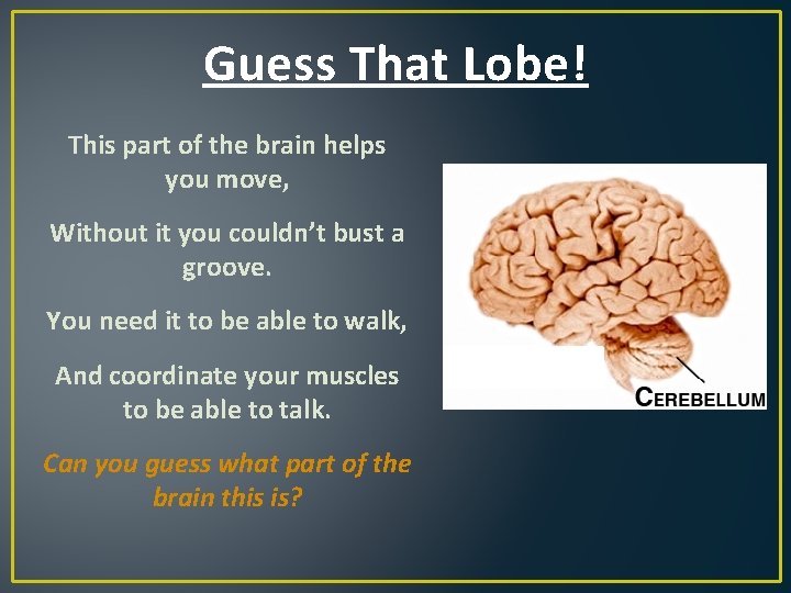 Guess That Lobe! This part of the brain helps you move, Without it you