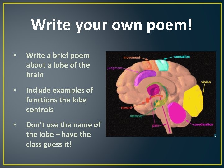 Write your own poem! • Write a brief poem about a lobe of the