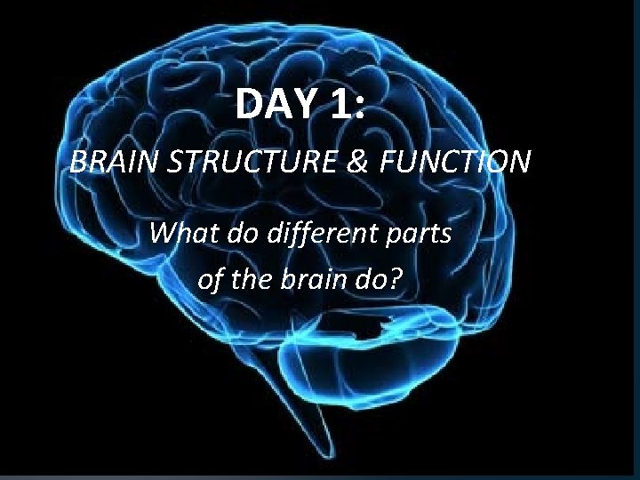 DAY 1: BRAIN STRUCTURE & FUNCTION What do different parts of the brain do?