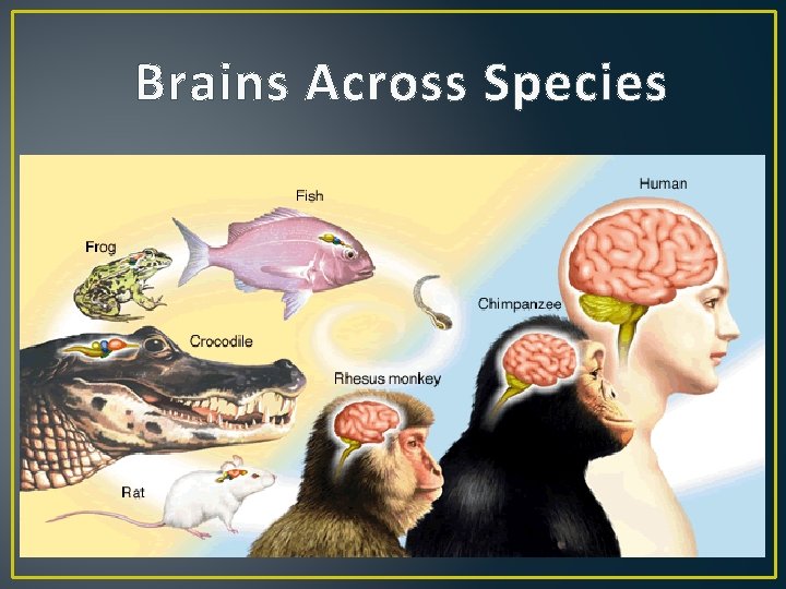 Brains Across Species 