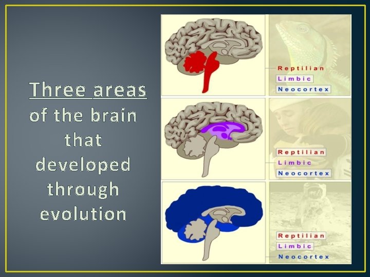 Three areas of the brain that developed through evolution 