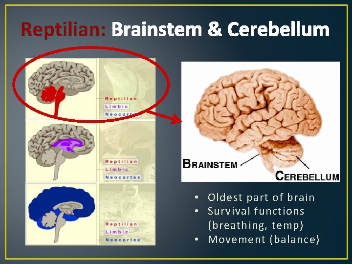 Reptilian: Brainstem & Cerebellum • Oldest part of brain • Survival functions (breathing, temp)