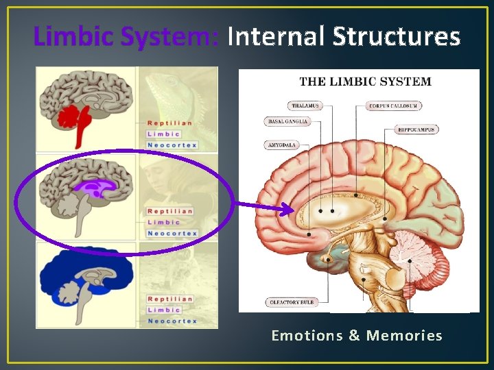 Limbic System: Internal Structures Emotions & Memories 