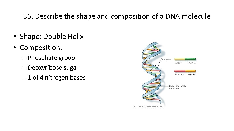 36. Describe the shape and composition of a DNA molecule • Shape: Double Helix
