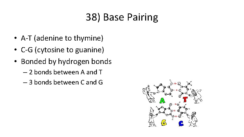 38) Base Pairing • A-T (adenine to thymine) • C-G (cytosine to guanine) •