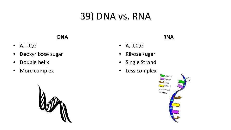 39) DNA vs. RNA DNA • • A, T, C, G Deoxyribose sugar Double