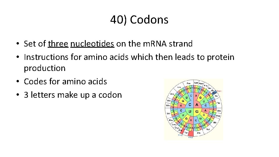 40) Codons • Set of three nucleotides on the m. RNA strand • Instructions