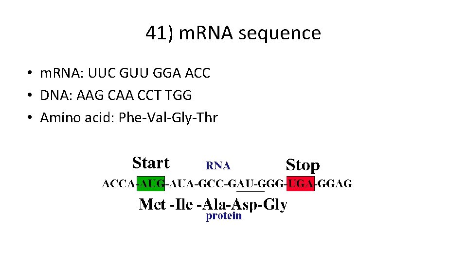 41) m. RNA sequence • m. RNA: UUC GUU GGA ACC • DNA: AAG