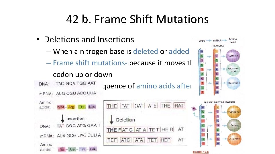 42 b. Frame Shift Mutations • Deletions and Insertions – When a nitrogen base