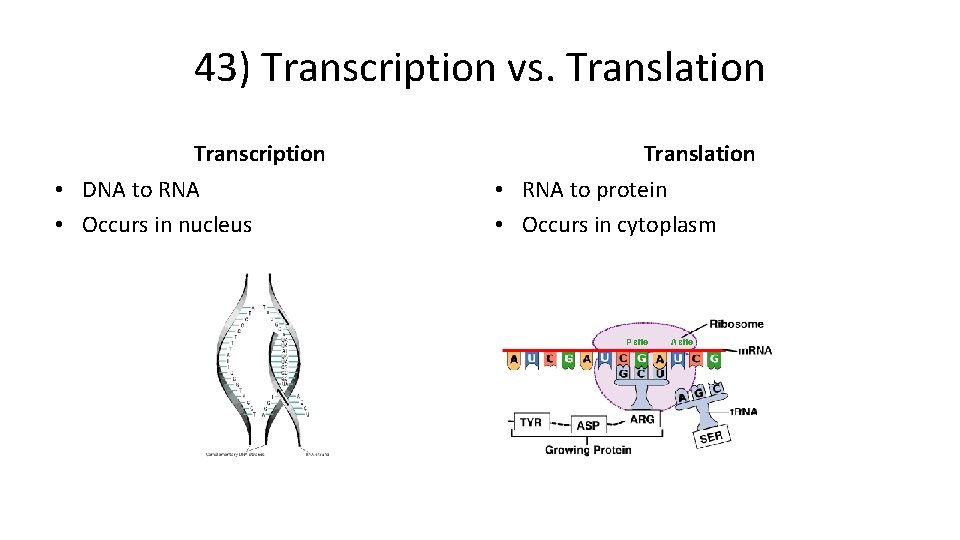 43) Transcription vs. Translation Transcription • DNA to RNA • Occurs in nucleus Translation