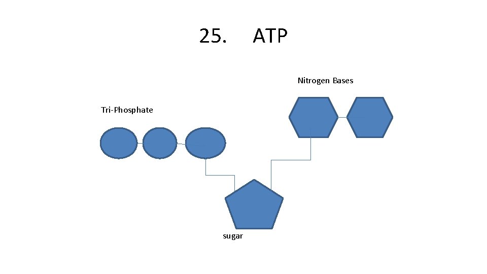 25. ATP Nitrogen Bases Tri-Phosphate sugar 