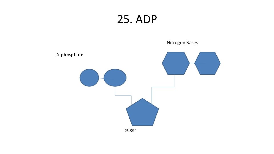 25. ADP Di-phosphate 