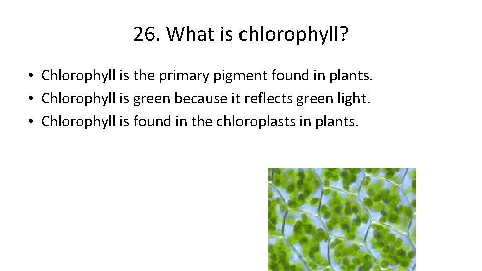 26. What is chlorophyll? • Chlorophyll is the primary pigment found in plants. •