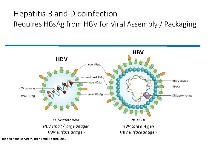 Hepatitis B and D coinfection Requires HBs. Ag from HBV for Viral Assembly /