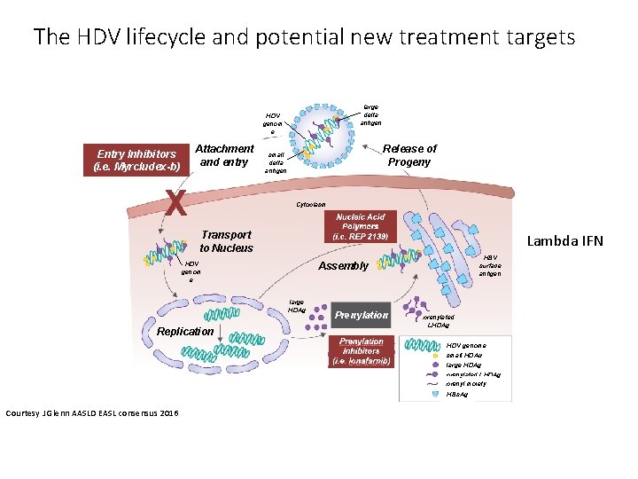 The HDV lifecycle and potential new treatment targets large delta antigen HDV genom e