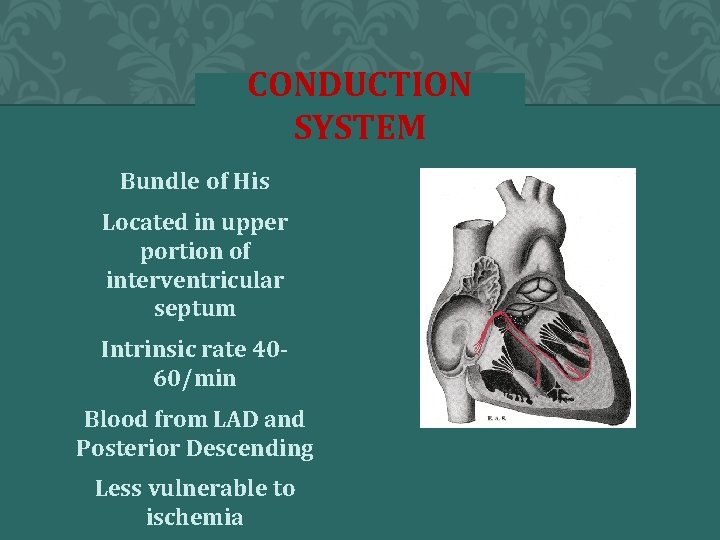 CONDUCTION SYSTEM Bundle of His Located in upper portion of interventricular septum Intrinsic rate