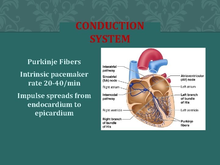 CONDUCTION SYSTEM Purkinje Fibers Intrinsic pacemaker rate 20 -40/min Impulse spreads from endocardium to