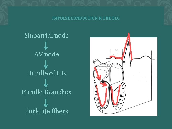 IMPULSE CONDUCTION & THE ECG Sinoatrial node AV node Bundle of His Bundle Branches