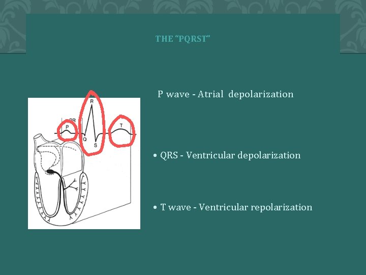 THE “PQRST” P wave - Atrial depolarization • QRS - Ventricular depolarization • T