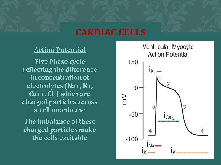 CARDIAC CELLS Action Potential Five Phase cycle reflecting the difference in concentration of electrolytes