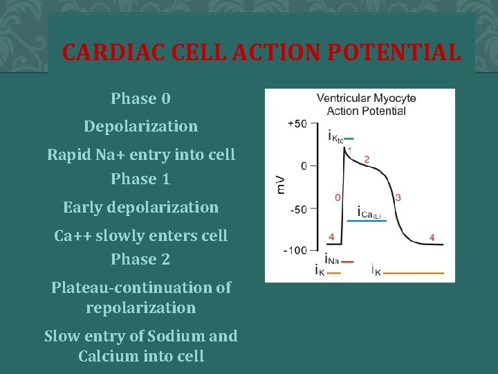 CARDIAC CELL ACTION POTENTIAL Phase 0 Depolarization Rapid Na+ entry into cell Phase 1