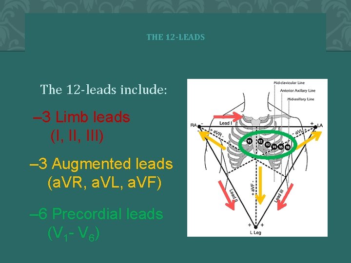THE 12 -LEADS The 12 -leads include: – 3 Limb leads (I, III) –