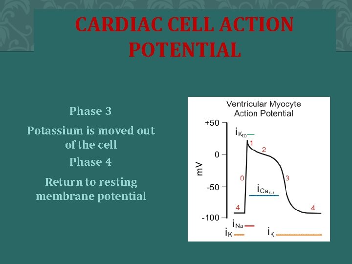 CARDIAC CELL ACTION POTENTIAL Phase 3 Potassium is moved out of the cell Phase