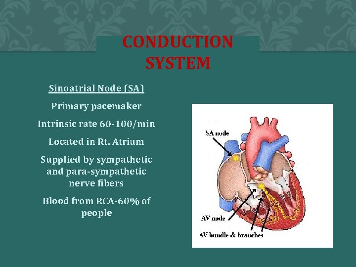 CONDUCTION SYSTEM Sinoatrial Node (SA) Primary pacemaker Intrinsic rate 60 -100/min Located in Rt.