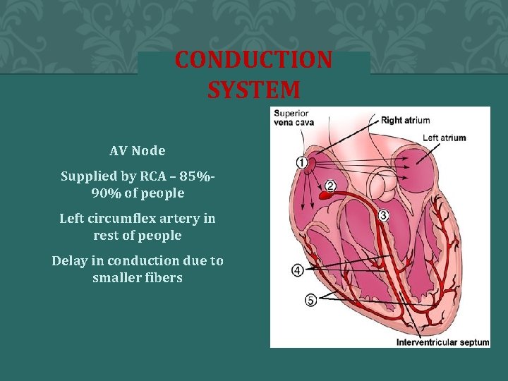 CONDUCTION SYSTEM AV Node Supplied by RCA – 85%90% of people Left circumflex artery