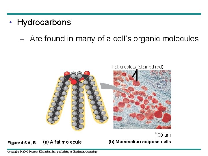  • Hydrocarbons – Are found in many of a cell’s organic molecules Fat