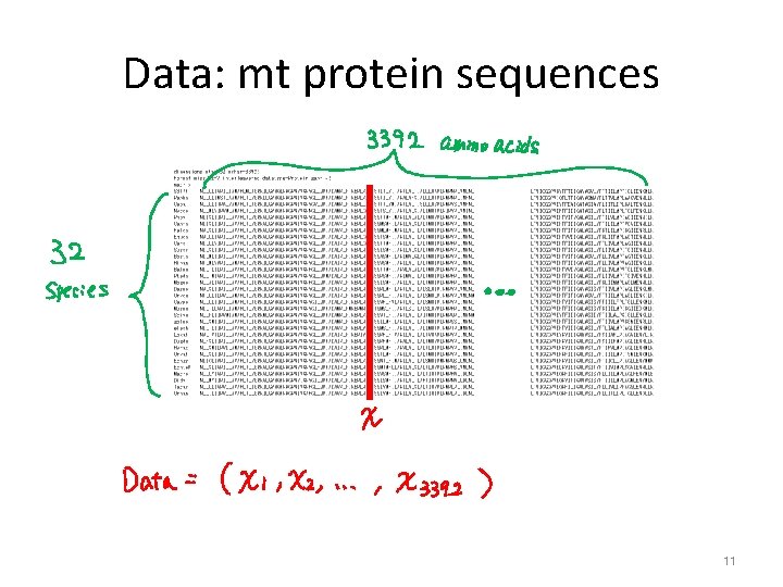 Data: mt protein sequences 11 