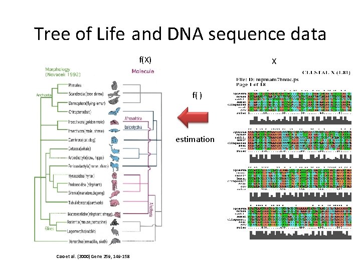 Tree of Life and DNA sequence data f(X) X f( ) estimation Cao et