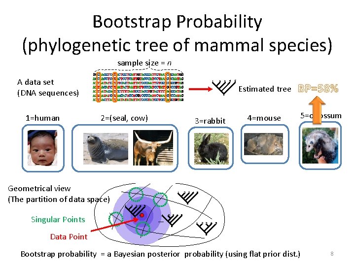 Bootstrap Probability (phylogenetic tree of mammal species) sample size = n A data set