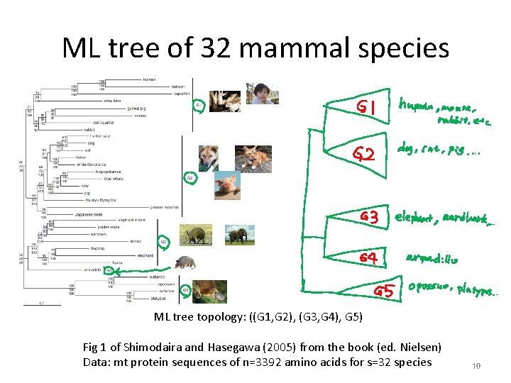 ML tree of 32 mammal species ML tree topology: ((G 1, G 2), (G