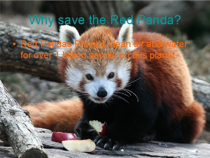 Why save the Red Panda? • Red Pandas Provide clean air and water for